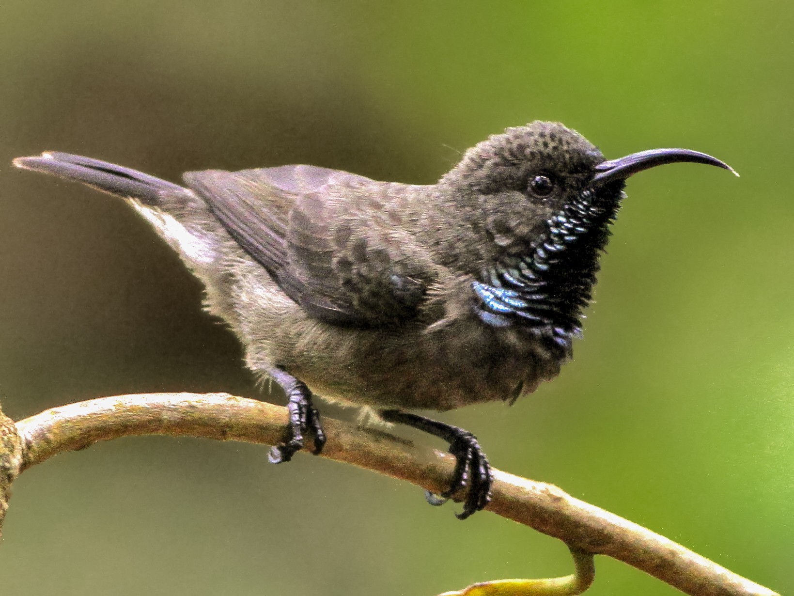 Seychelles Sunbird - Alex Bayly