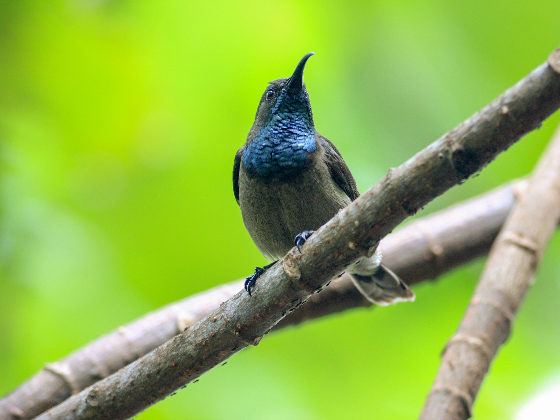 Seychelles Sunbird - Oscar Campbell