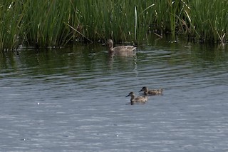 Blue-winged Teal, ML260985221