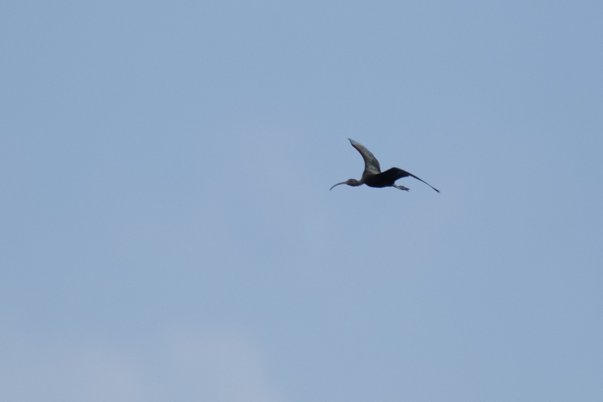 ibis americký - ML260986131