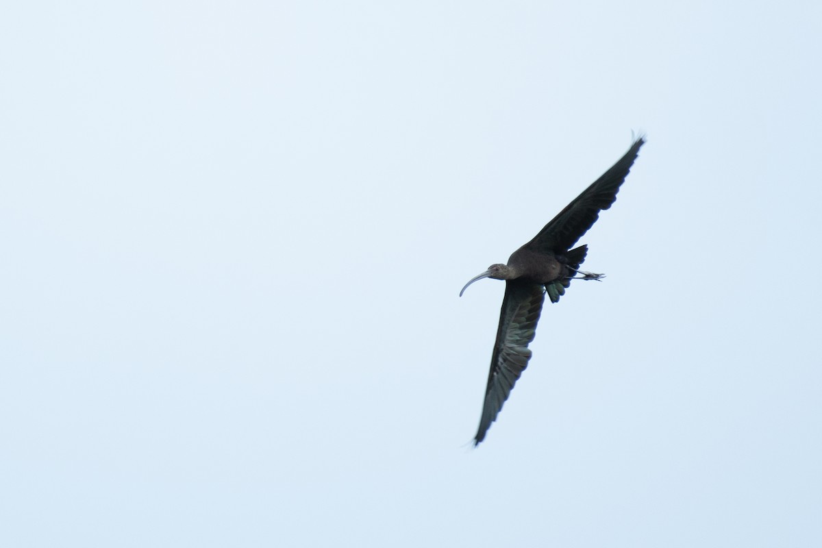ibis americký - ML260986161