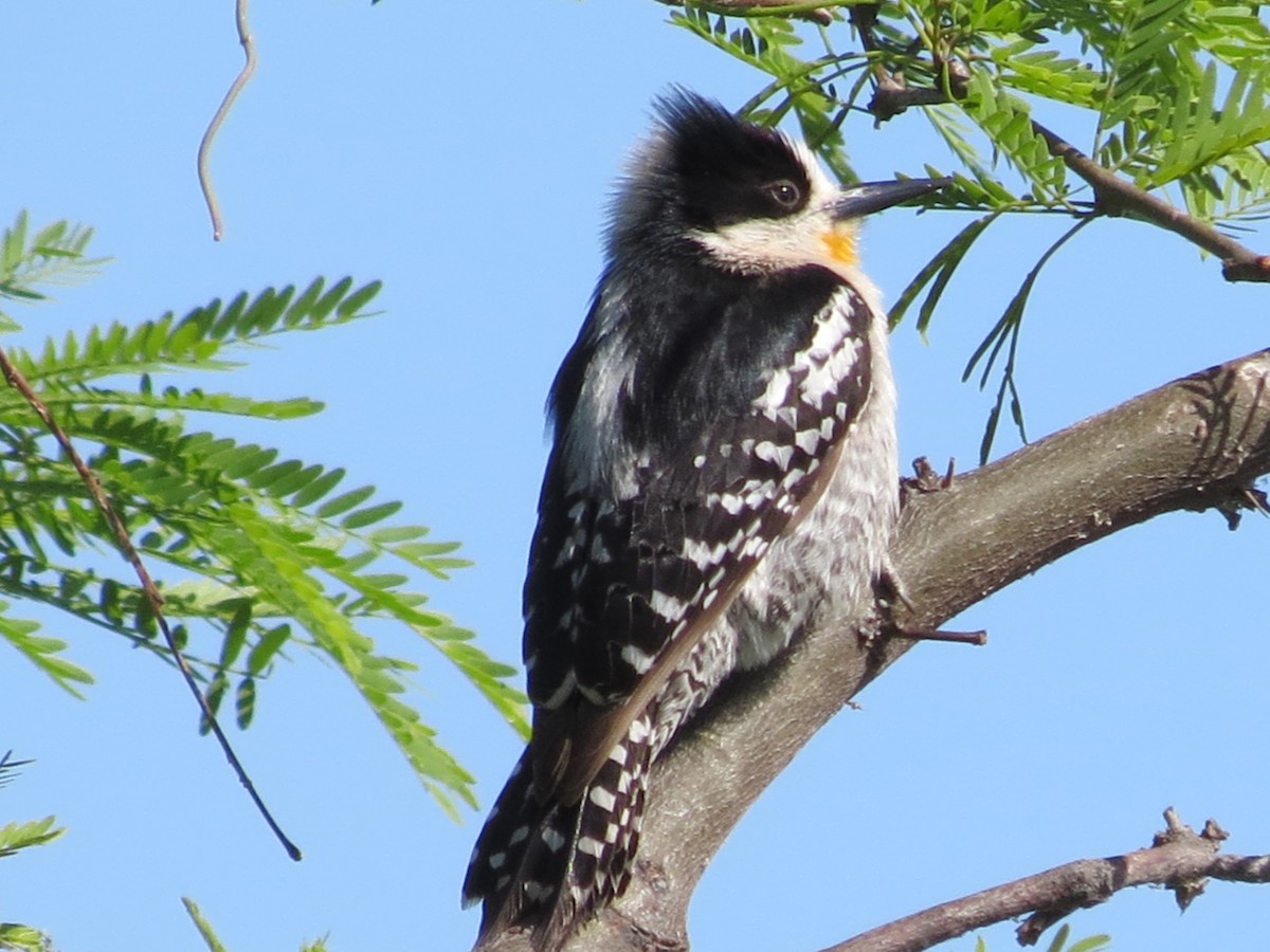 White-fronted Woodpecker - ML260987131