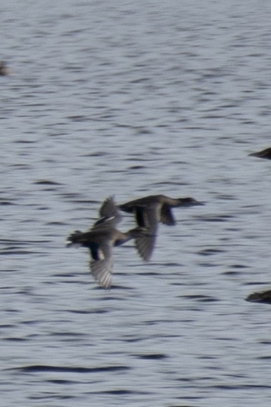 Green-winged Teal - ML260987261