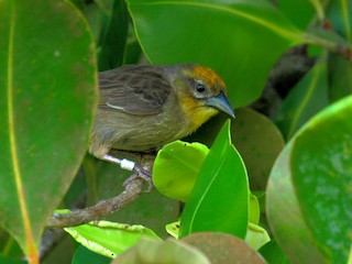 Breeding male - Peter Kappes - ML260993641