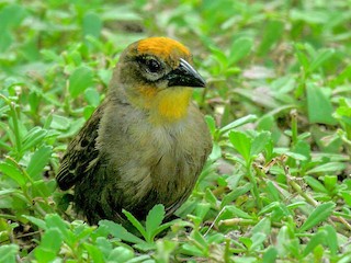 Breeding male - Peter Kappes - ML260993661