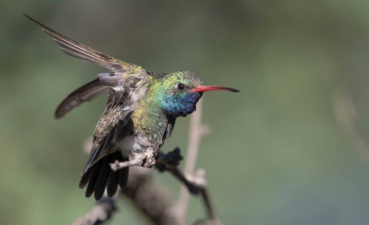 Broad-billed Hummingbird - Marky Mutchler