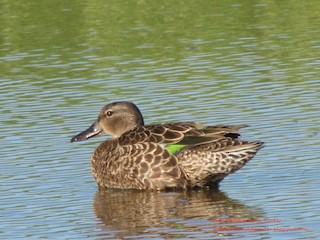 Blue-winged Teal, ML260995931