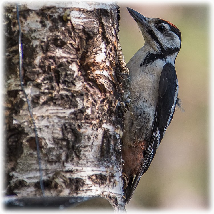 Great Spotted Woodpecker (Great Spotted) - ML260998841