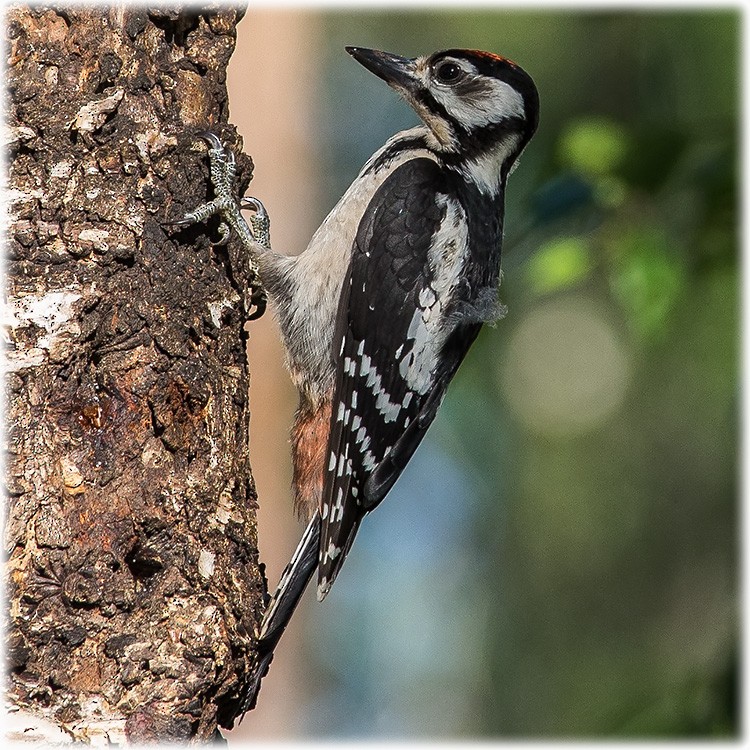 Great Spotted Woodpecker (Great Spotted) - ML260998861