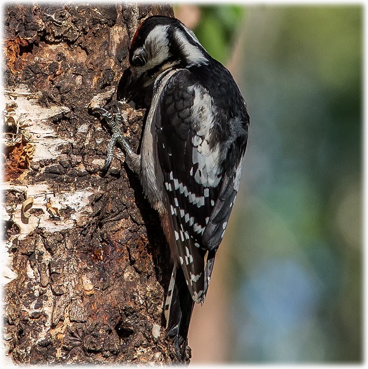 Great Spotted Woodpecker (Great Spotted) - ML260998891