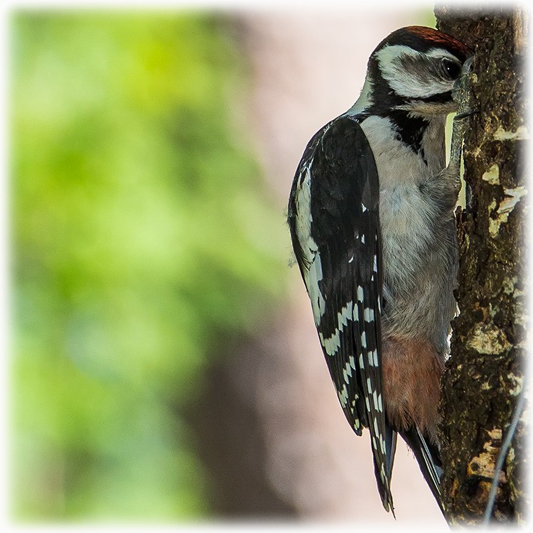 Great Spotted Woodpecker (Great Spotted) - ML260998921