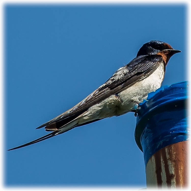 Barn Swallow - ML260999591