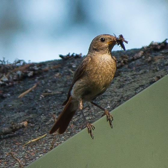 Common Redstart - www.aladdin .st