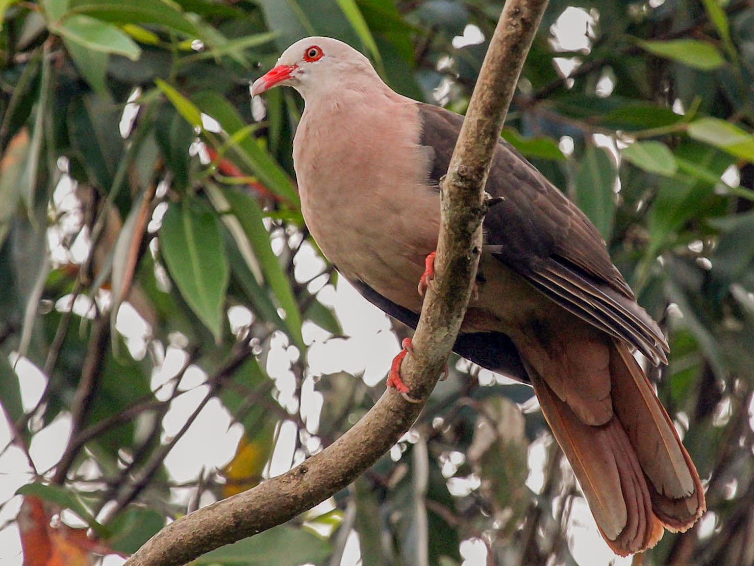 PLUMA AVE ROSADA – La Paloma