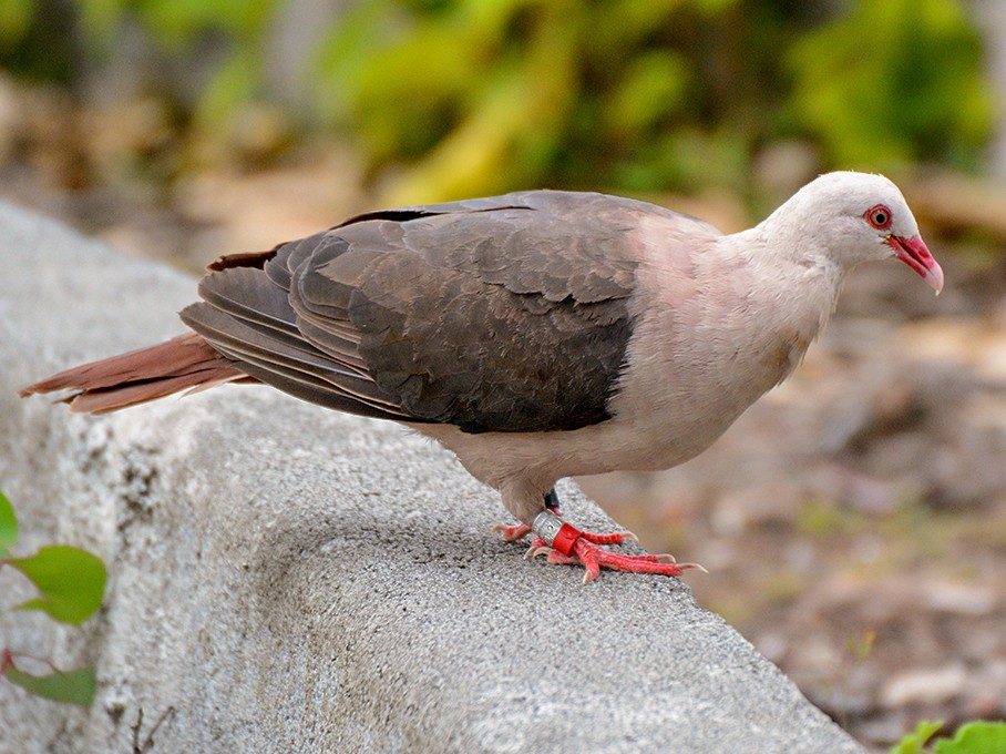 Pink Pigeon - Josep Manchado | BirdingMajorca.com