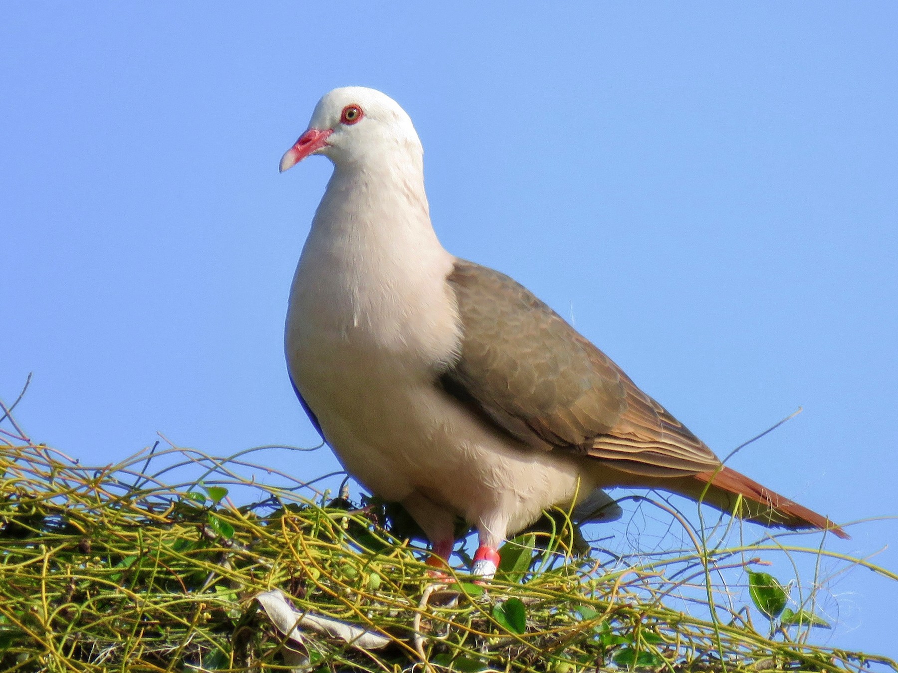Pink Pigeon eBird