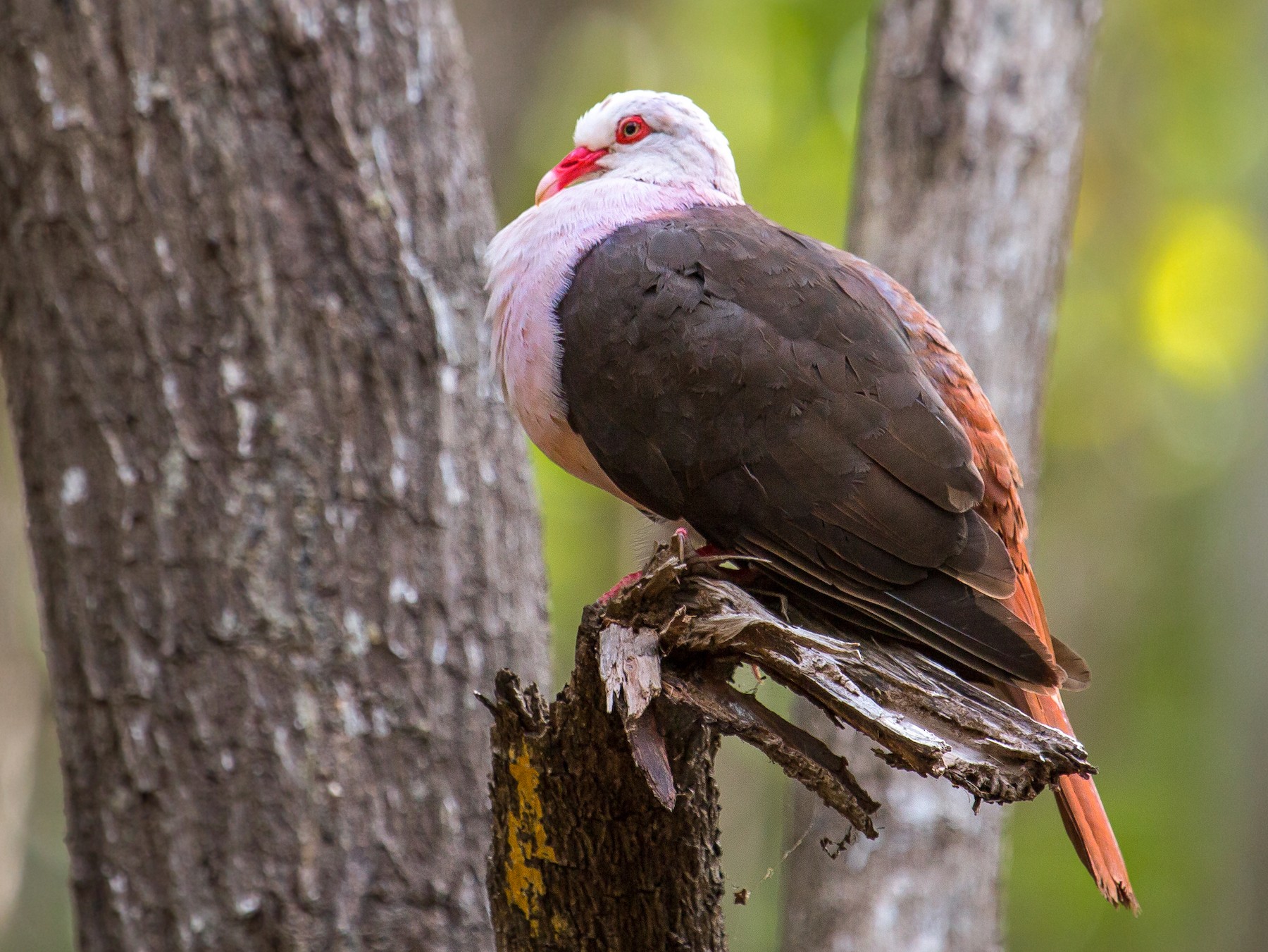 Pink Pigeon eBird