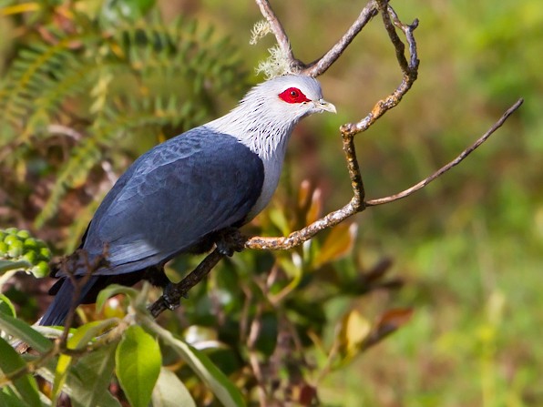 Comoro Blue-Pigeon - Dubi Shapiro