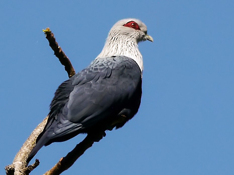 Order Of The Blue Pigeon