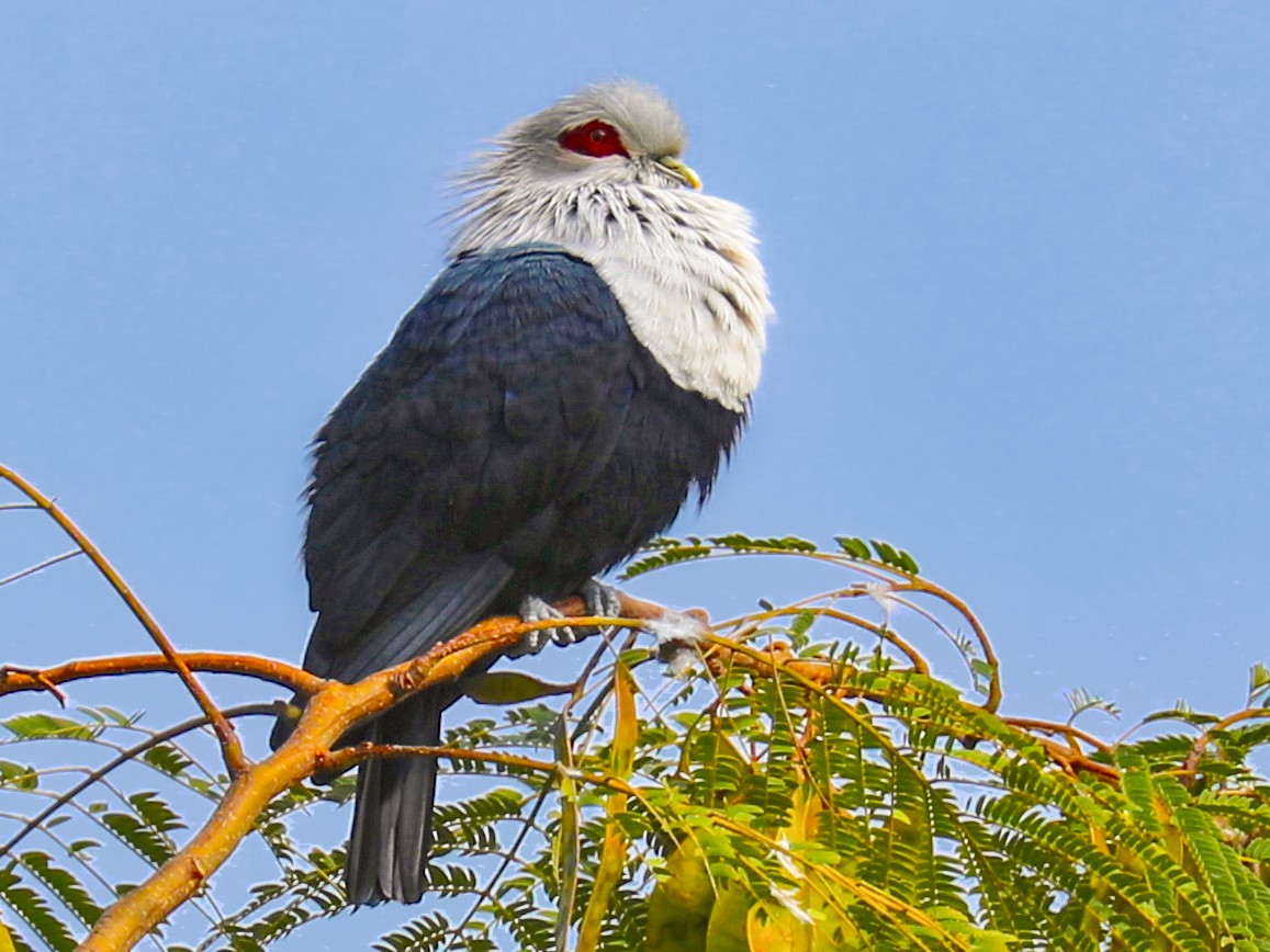 Comoro BluePigeon eBird