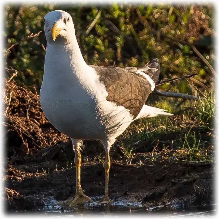 Lesser Black-backed Gull (fuscus) - ML261004261