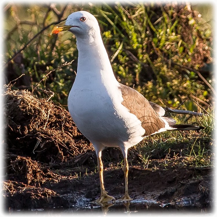 Lesser Black-backed Gull (fuscus) - ML261004271