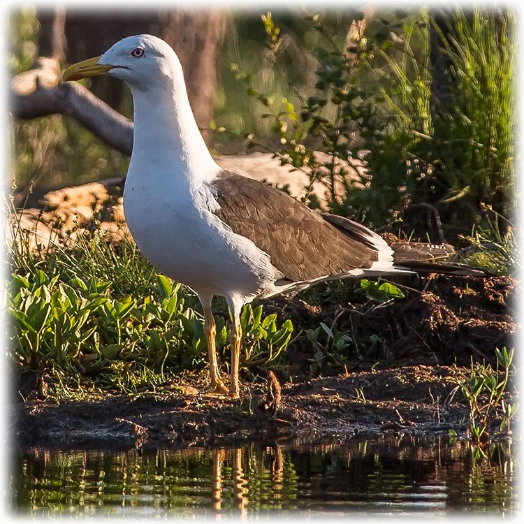 Lesser Black-backed Gull (fuscus) - ML261004291