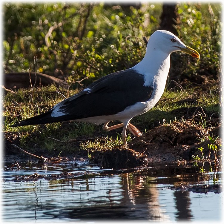 Lesser Black-backed Gull (fuscus) - www.aladdin .st