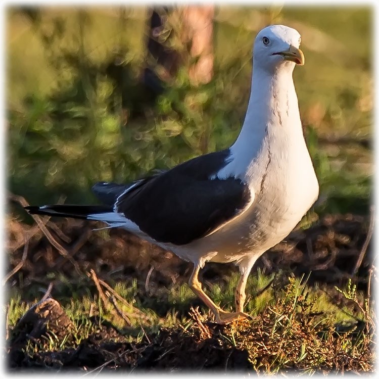 Lesser Black-backed Gull (fuscus) - ML261007121