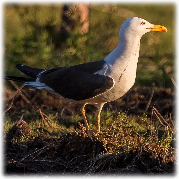 Lesser Black-backed Gull (fuscus) - ML261007141