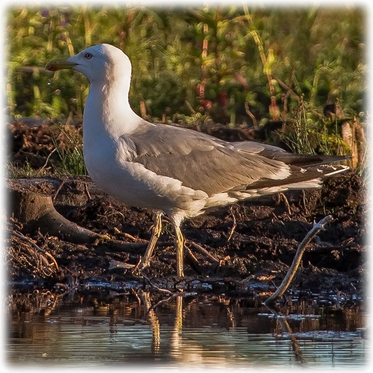 Herring Gull (European) - ML261007431
