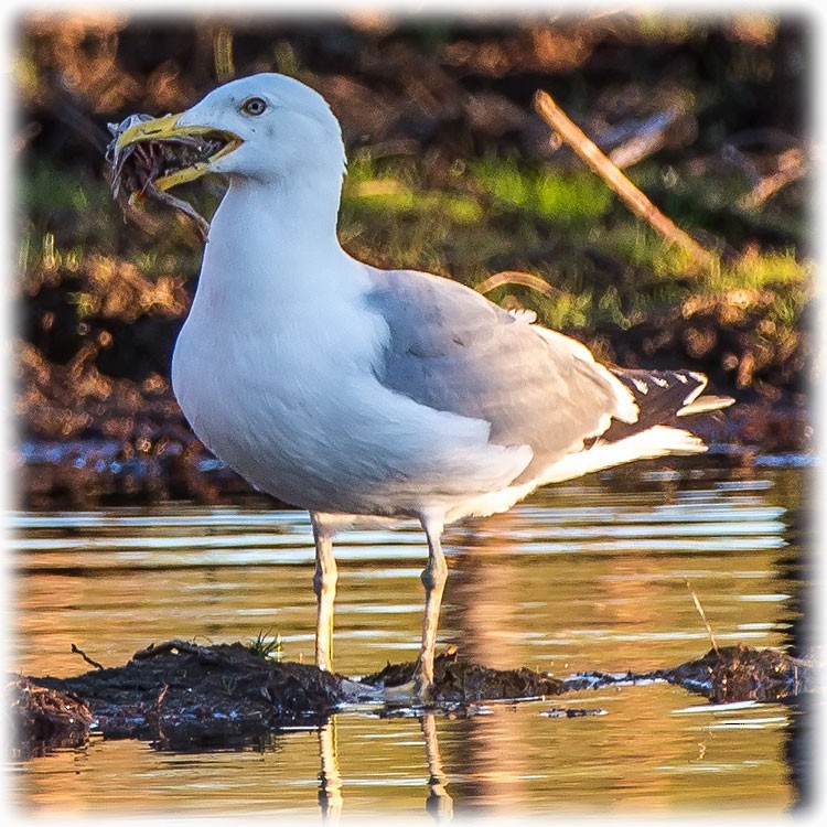 Herring Gull (European) - ML261007441