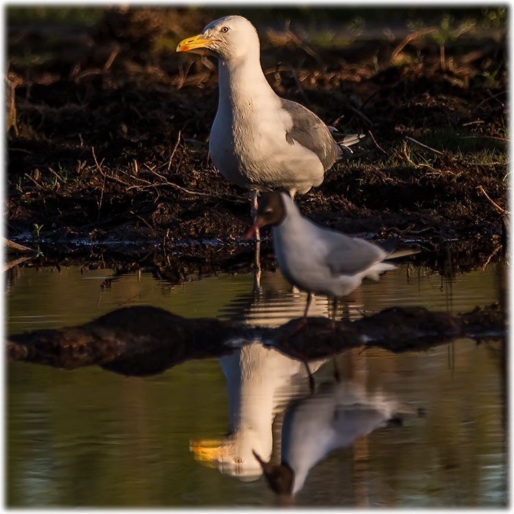 Herring Gull (European) - ML261007631