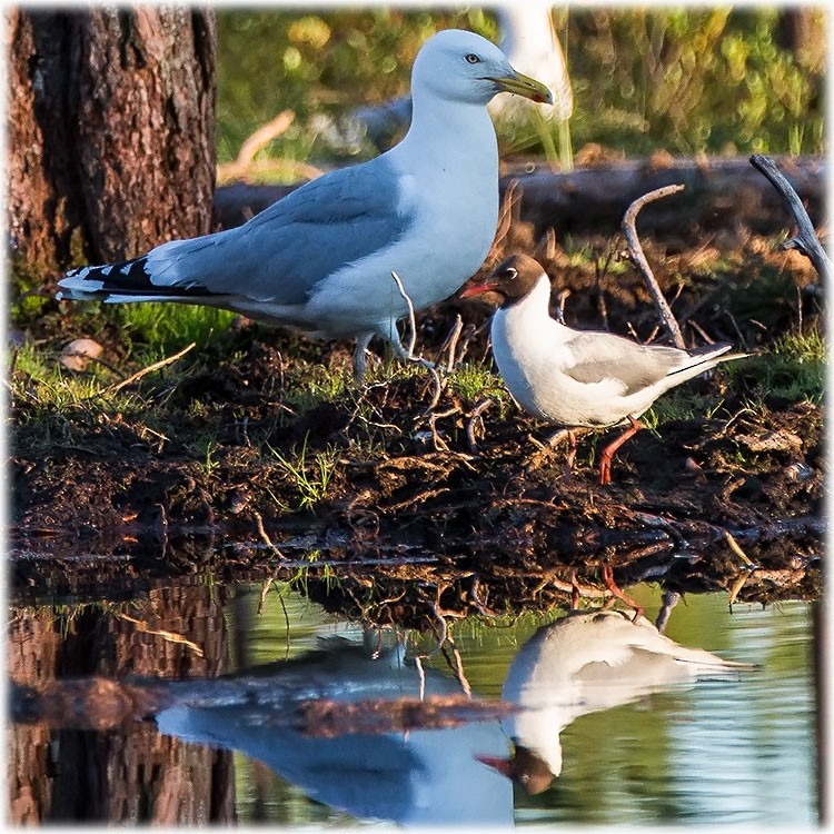 Herring Gull (European) - ML261007651