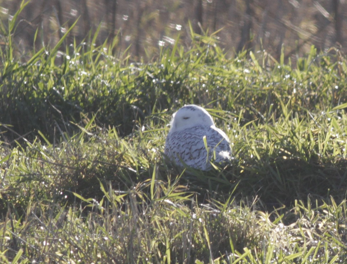 Snowy Owl - ML261008151