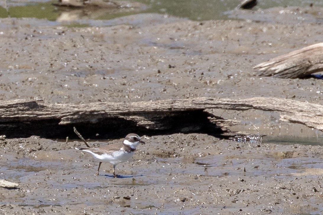 Semipalmated Plover - ML261010081