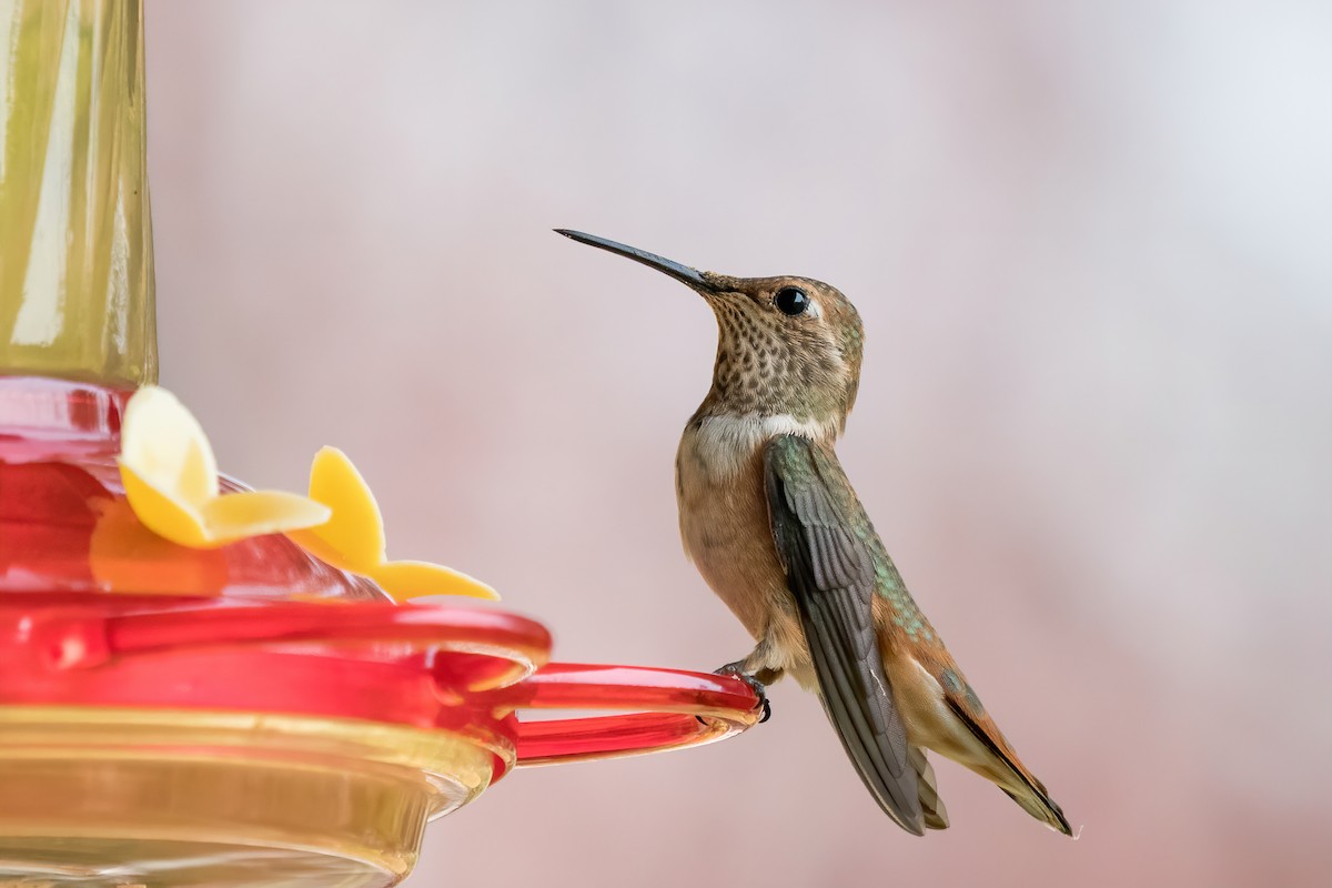 Rufous Hummingbird - ML261014341