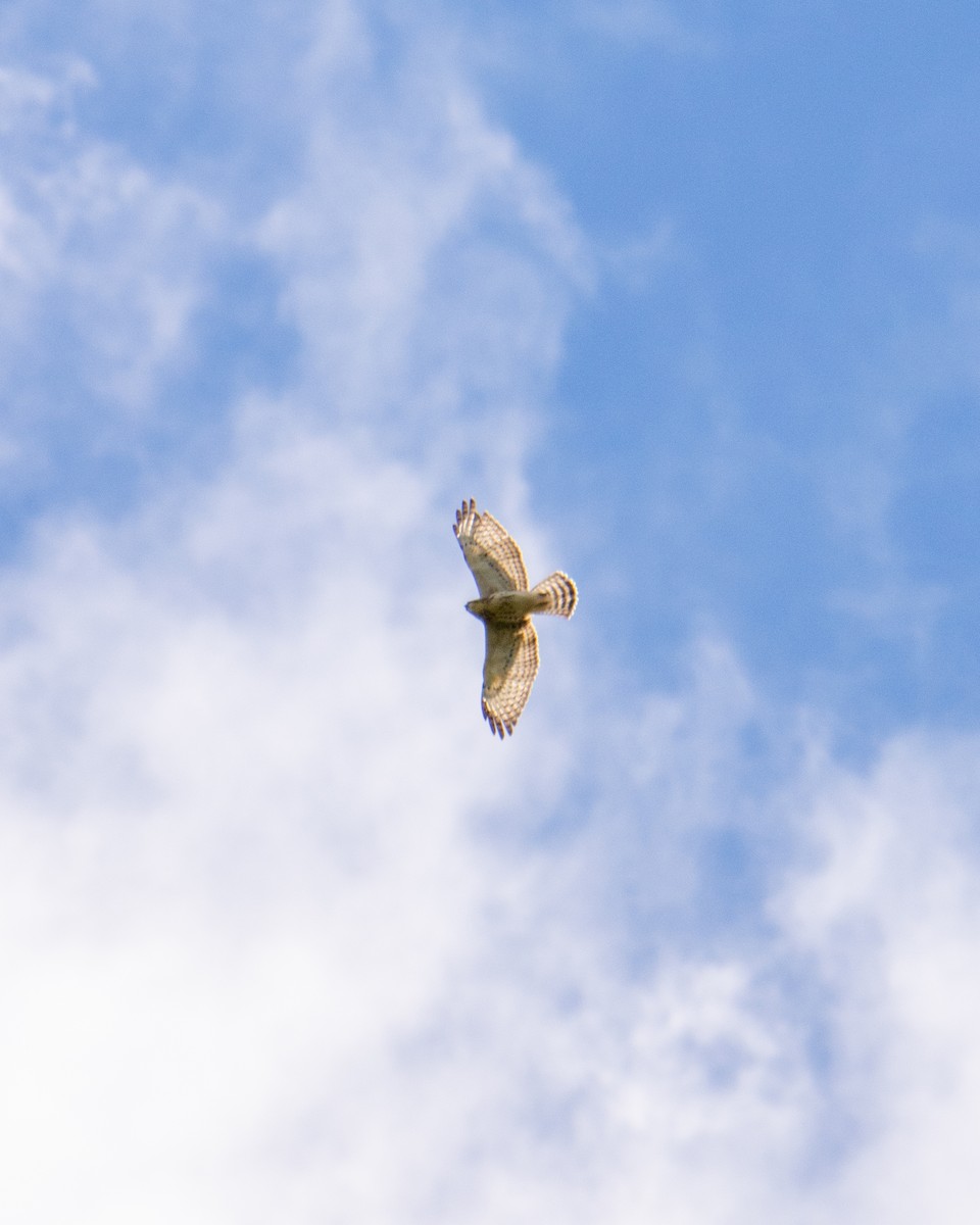 Red-tailed Hawk - ML261016671