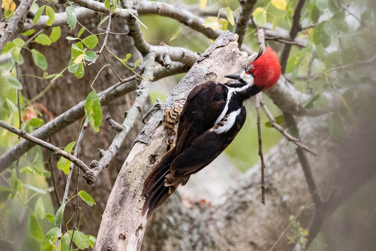 Crimson-crested Woodpecker - ML26101671