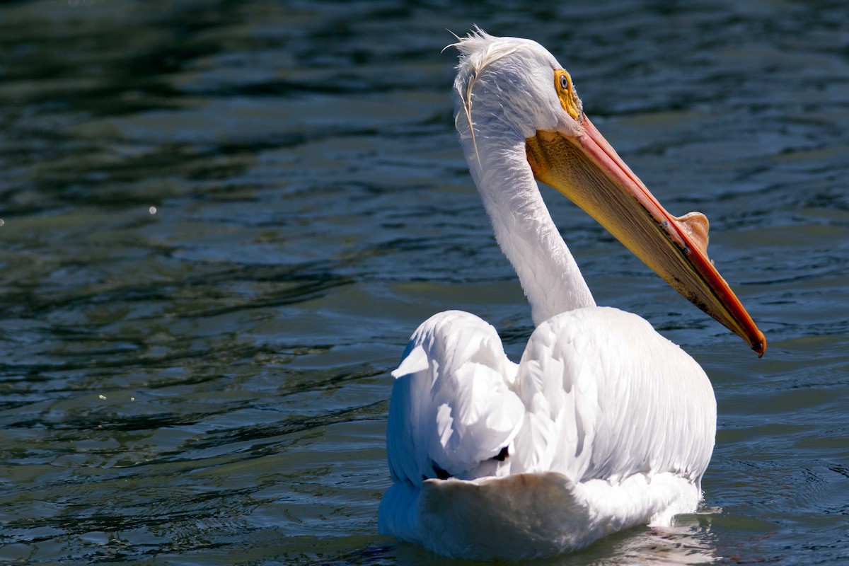 American White Pelican - Christopher Stapleton