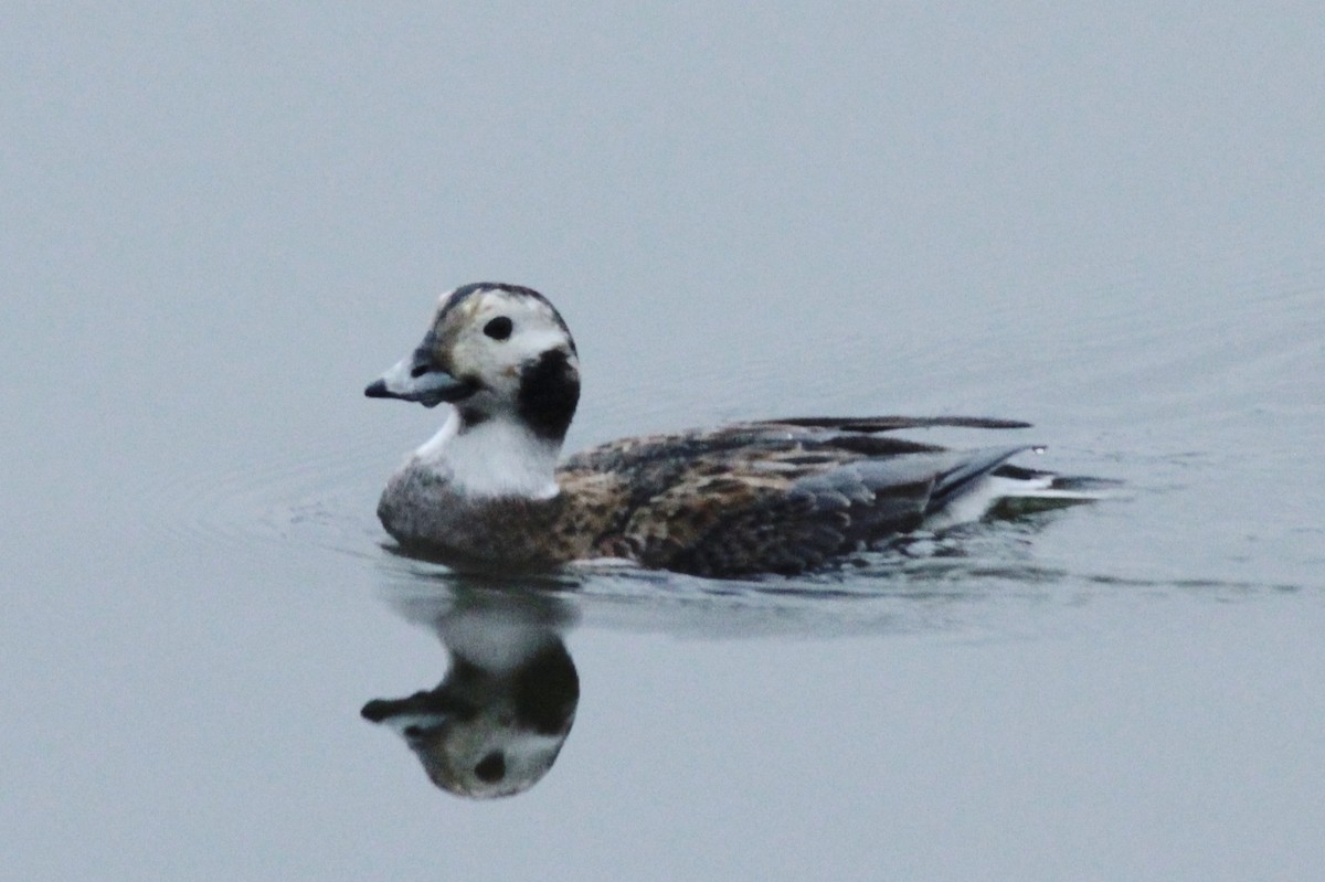 Long-tailed Duck - ML26102371