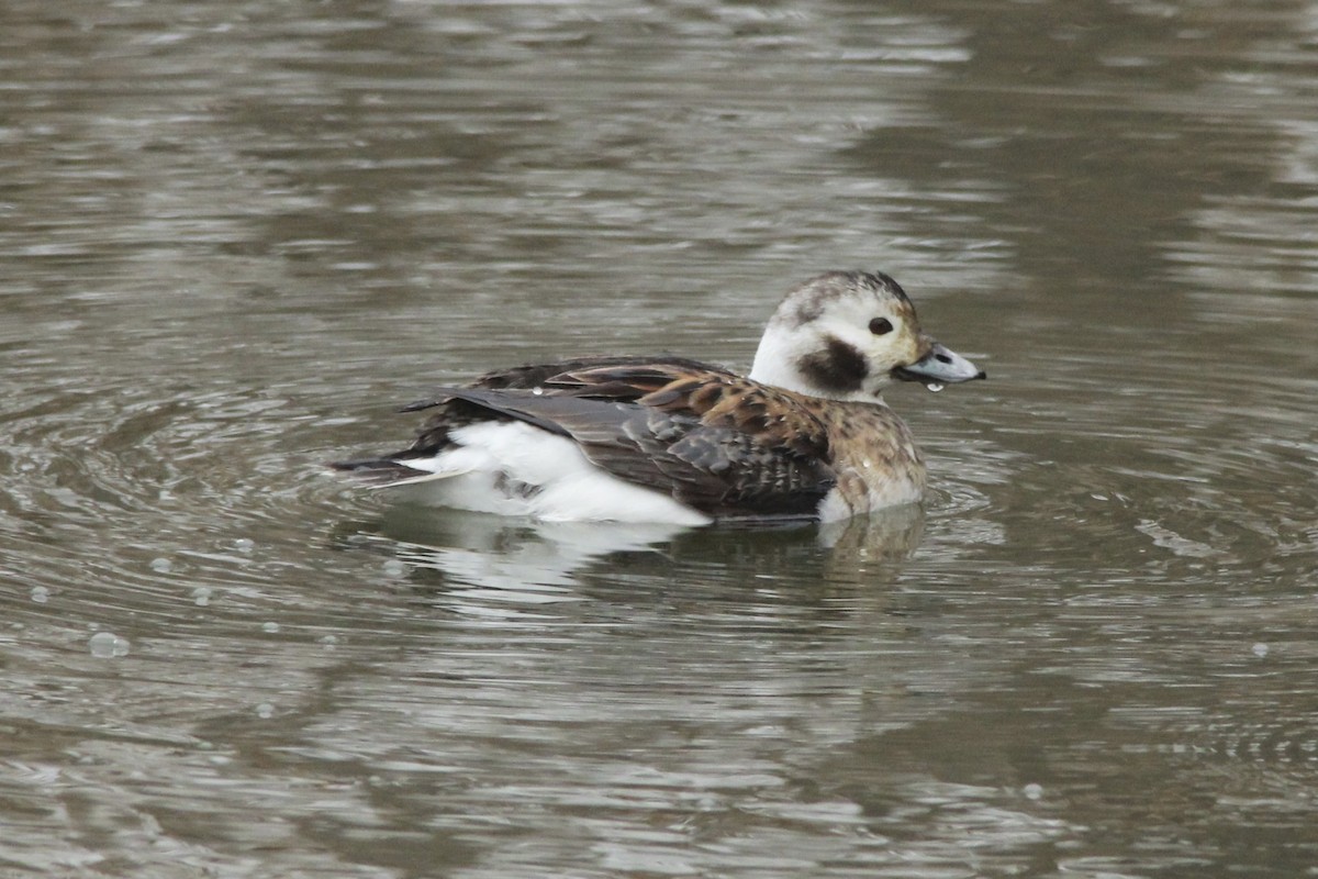 Long-tailed Duck - ML26102421