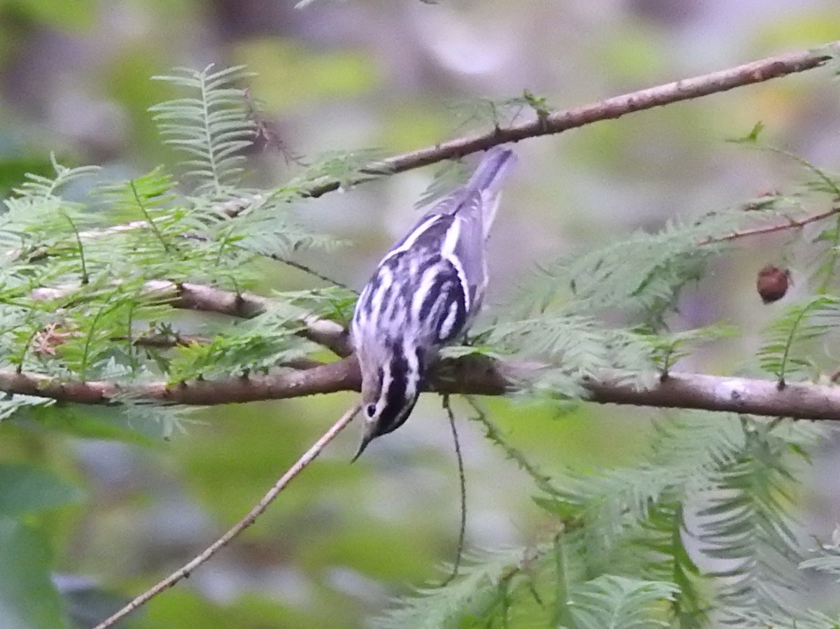 Black-and-white Warbler - ML261025651