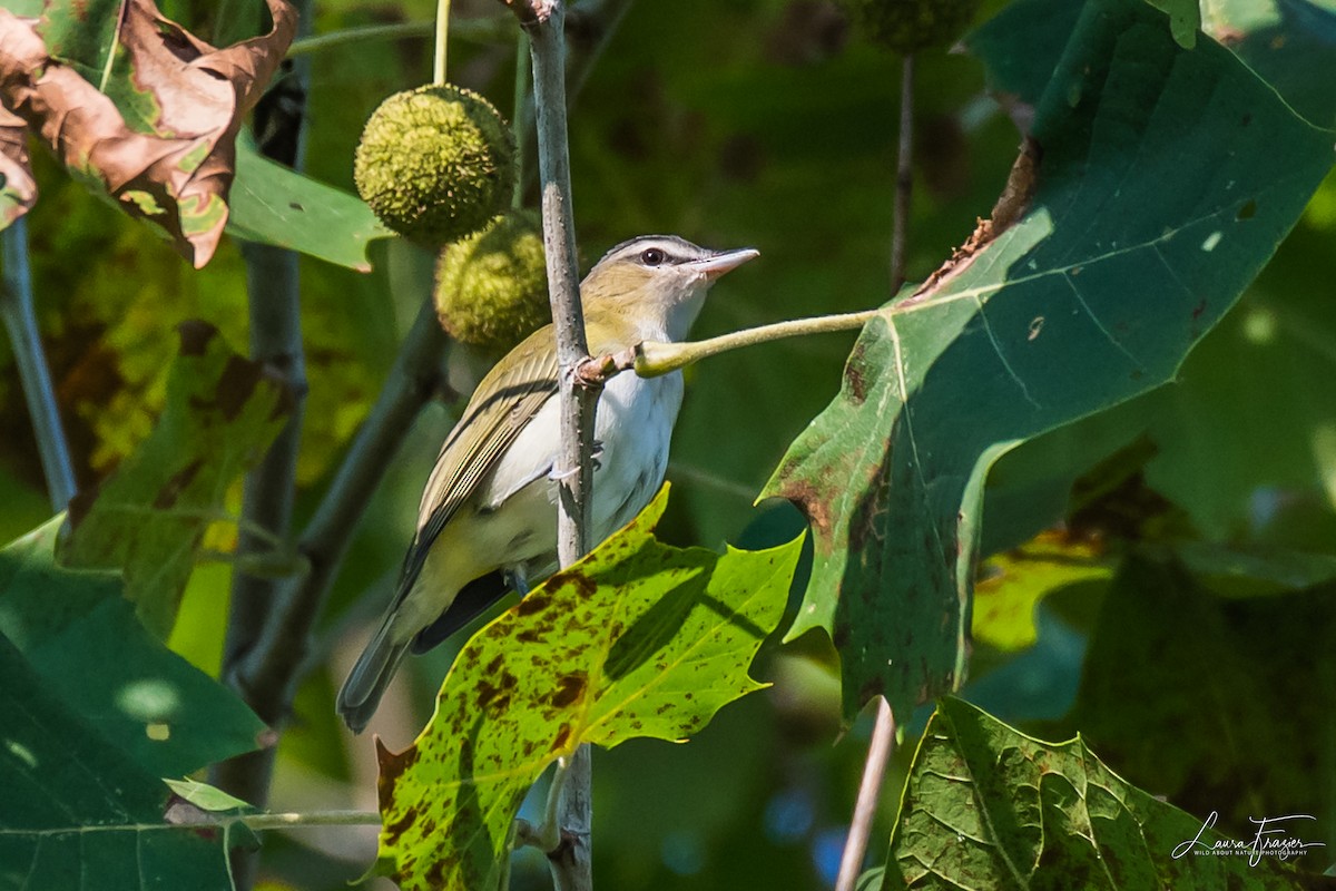 Red-eyed Vireo - LAURA FRAZIER
