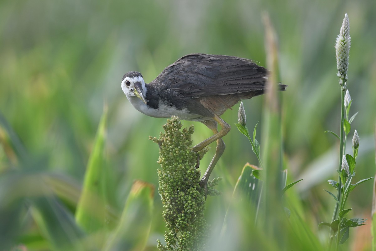White-breasted Waterhen - Ting-Wei (廷維) HUNG (洪)
