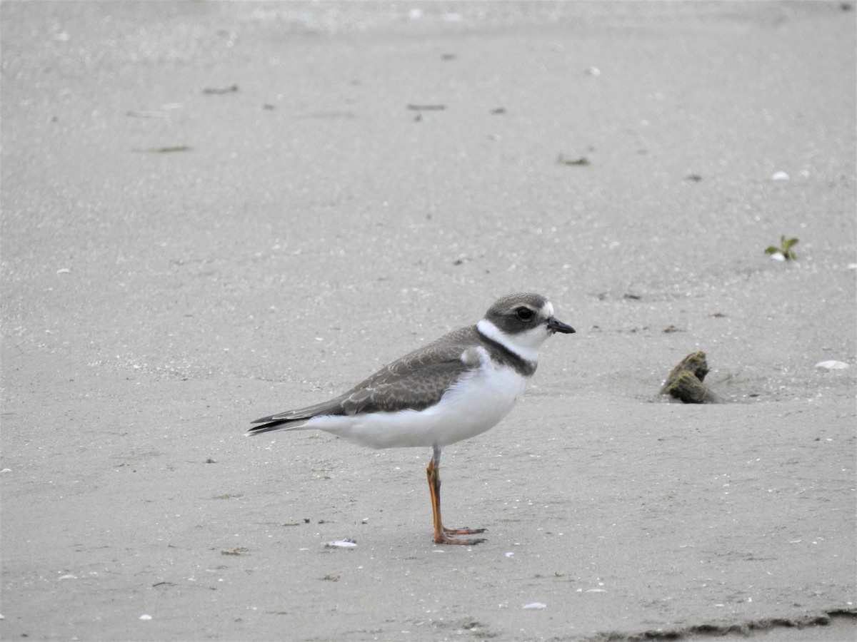Semipalmated Plover - leanne grieves