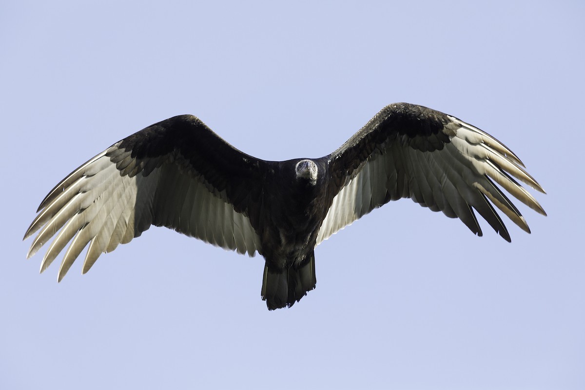 Turkey Vulture - ML261031181