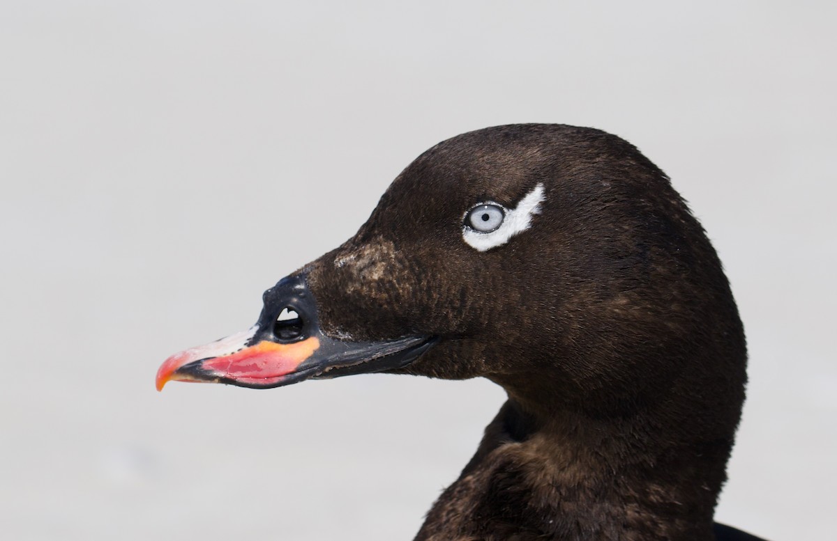 White-winged Scoter - Nathan Dubrow
