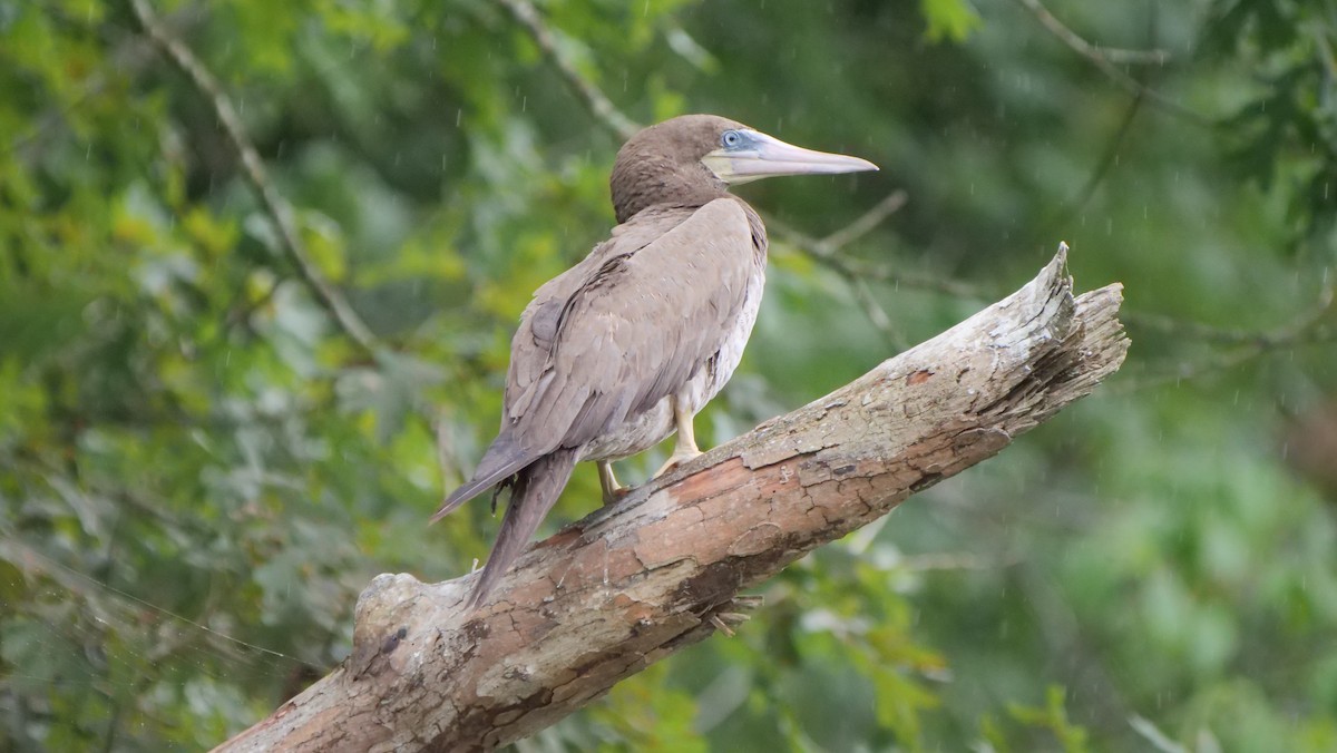 Brown Booby - ML261035531