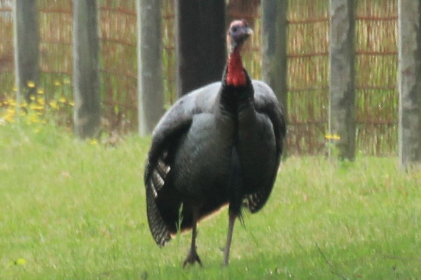 Wild Turkey - Janine Robin
